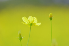 檸檬色の輝き