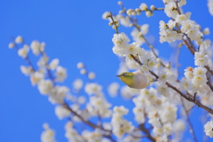 満開の梅に
