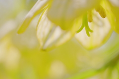 春の訪れ -黄-