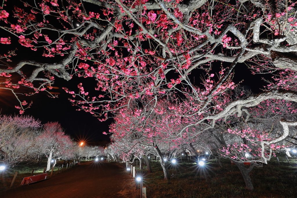 夜の梅