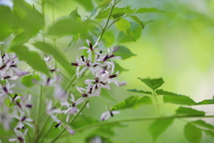 おうちいろの花