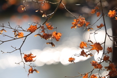 紅葉を過ぎて
