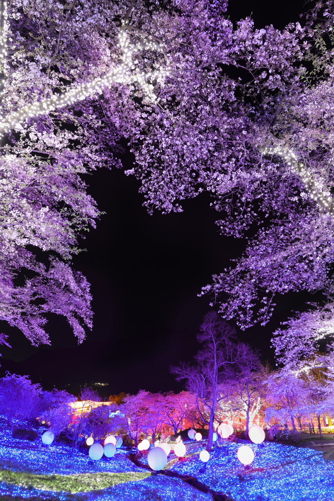 夜桜とイルミネーション
