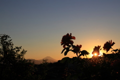 薔薇と富士山の夕暮れ