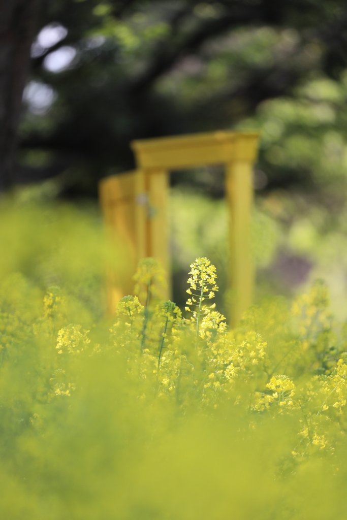 菜の花とあのドア