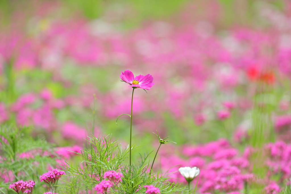 もう秋桜が…