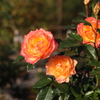 薔薇