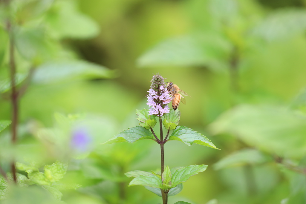 ミントと蜂