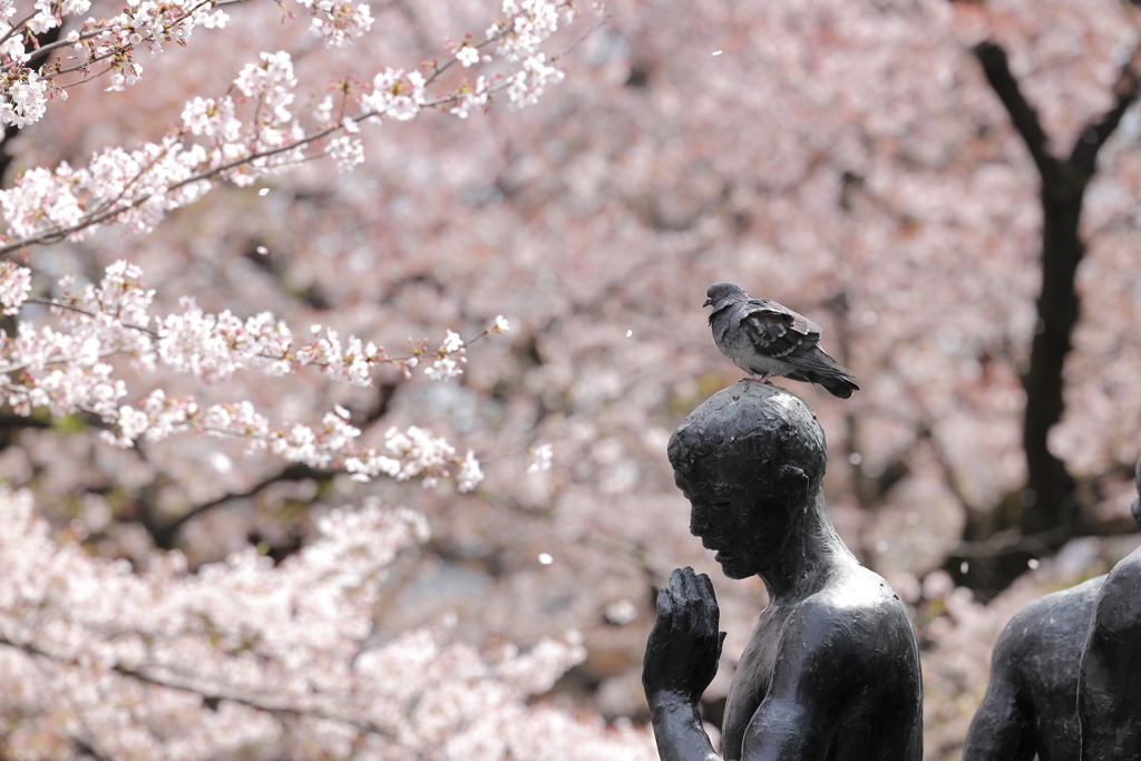 桜と