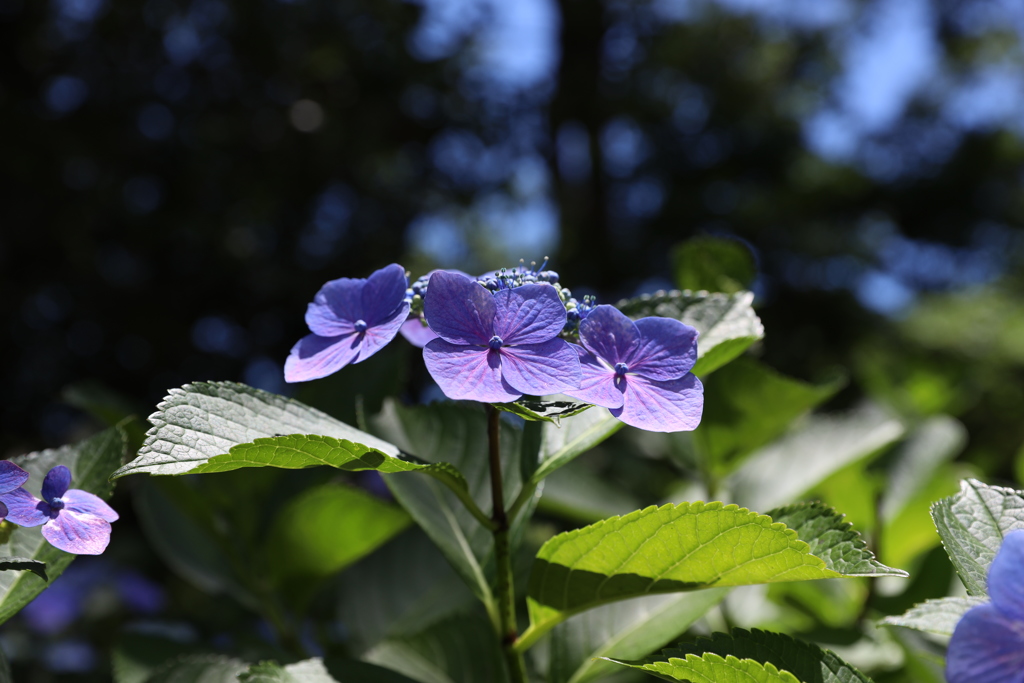 木漏れ日の紫陽花