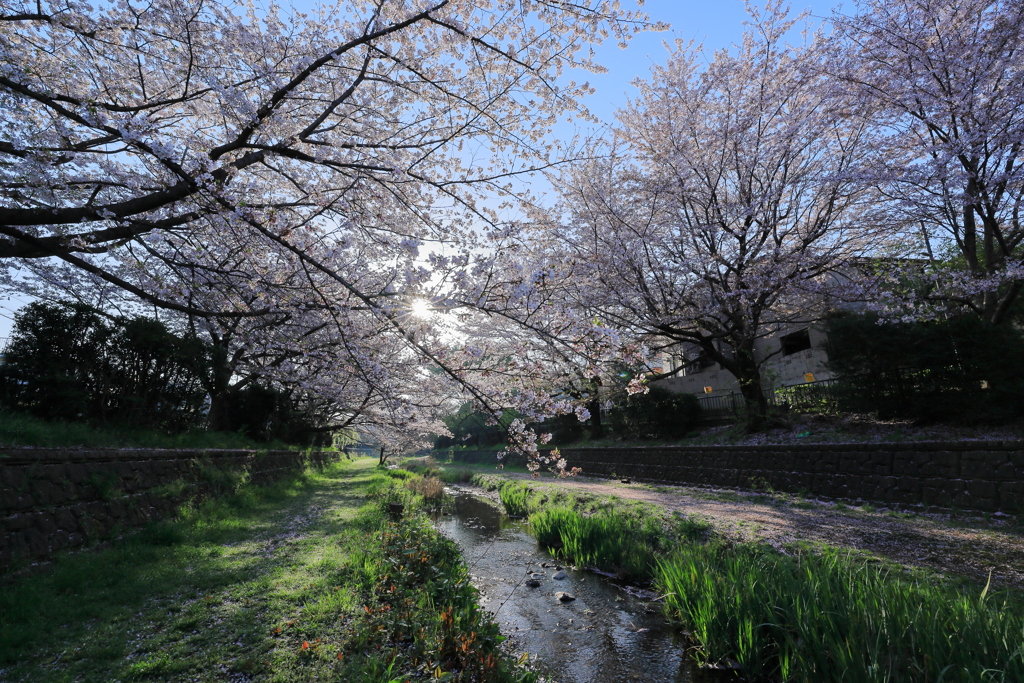 朝陽と桜