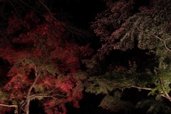 ライトアップ紅葉！！