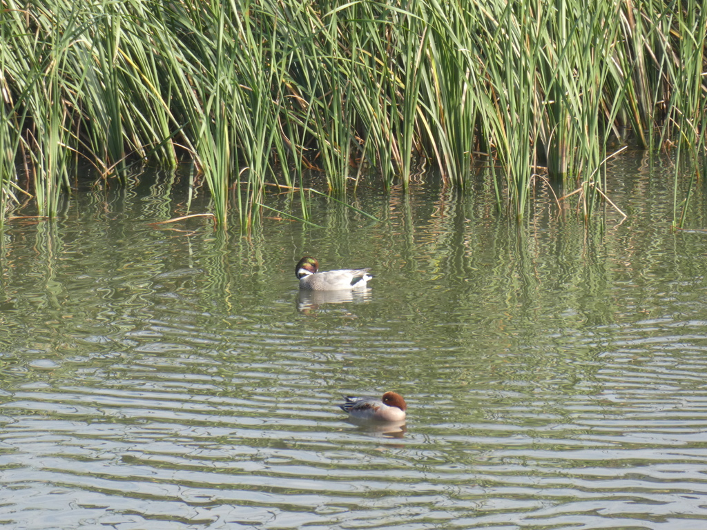 ヨシガモ、ヒドリガモ