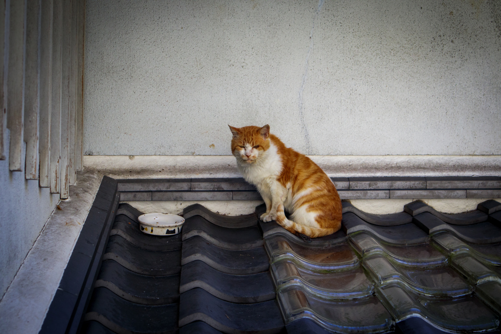 寺にいた猫さん