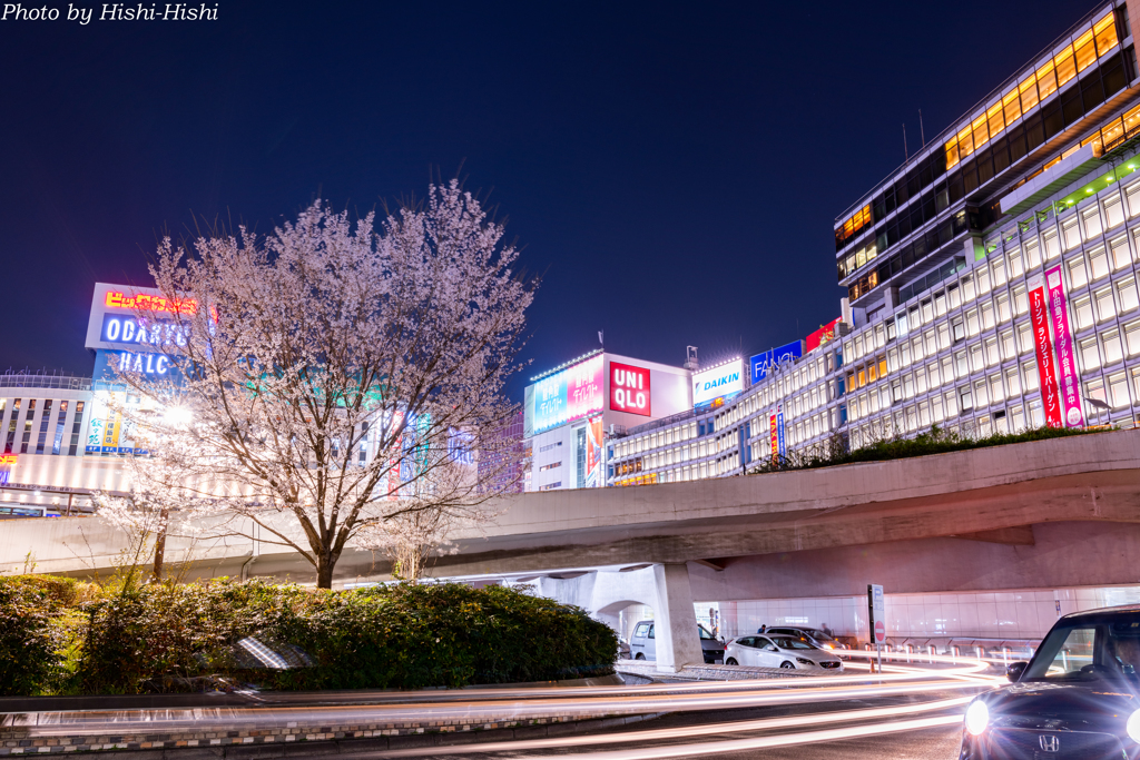 さりげない日常 ～ Sakura-Night