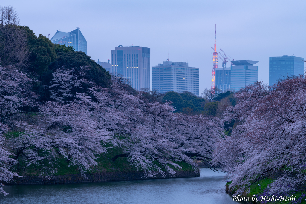 Sakura ～ Before dawn