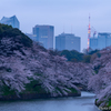 Sakura ～ Before dawn