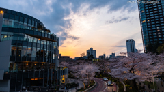 Sakura - Evening