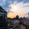Sakura - Evening