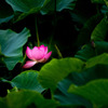華