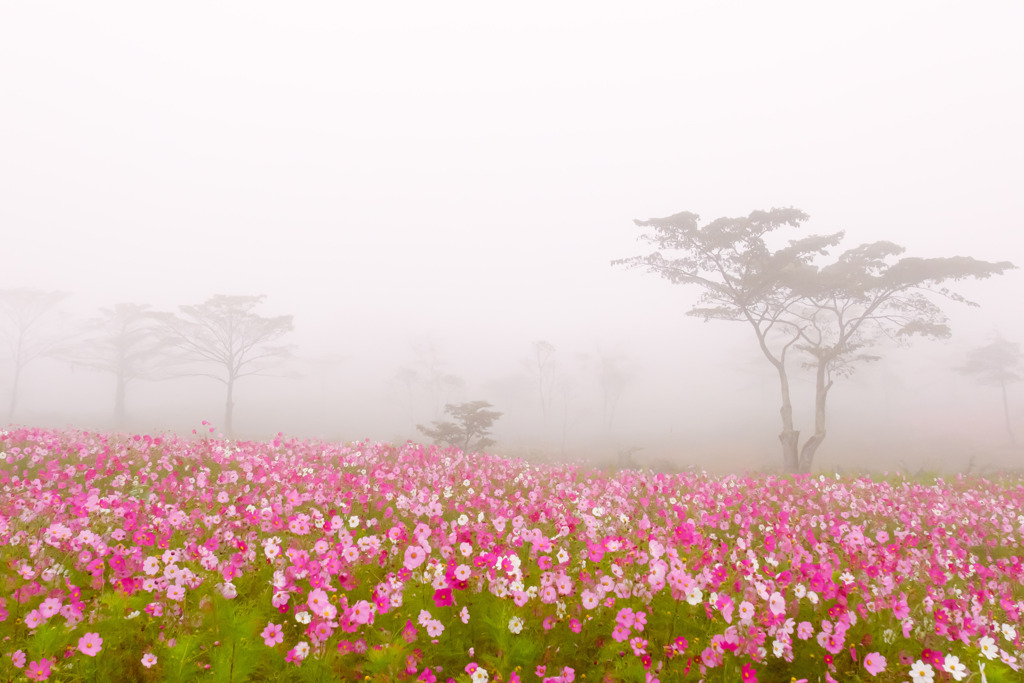 高原の秋桜