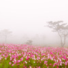 高原の秋桜