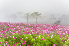 高原の秋桜