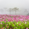 高原の秋桜