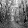 Beeach forest trail