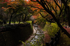 北野天満宮　もみじ苑