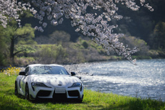 sakura  Supra