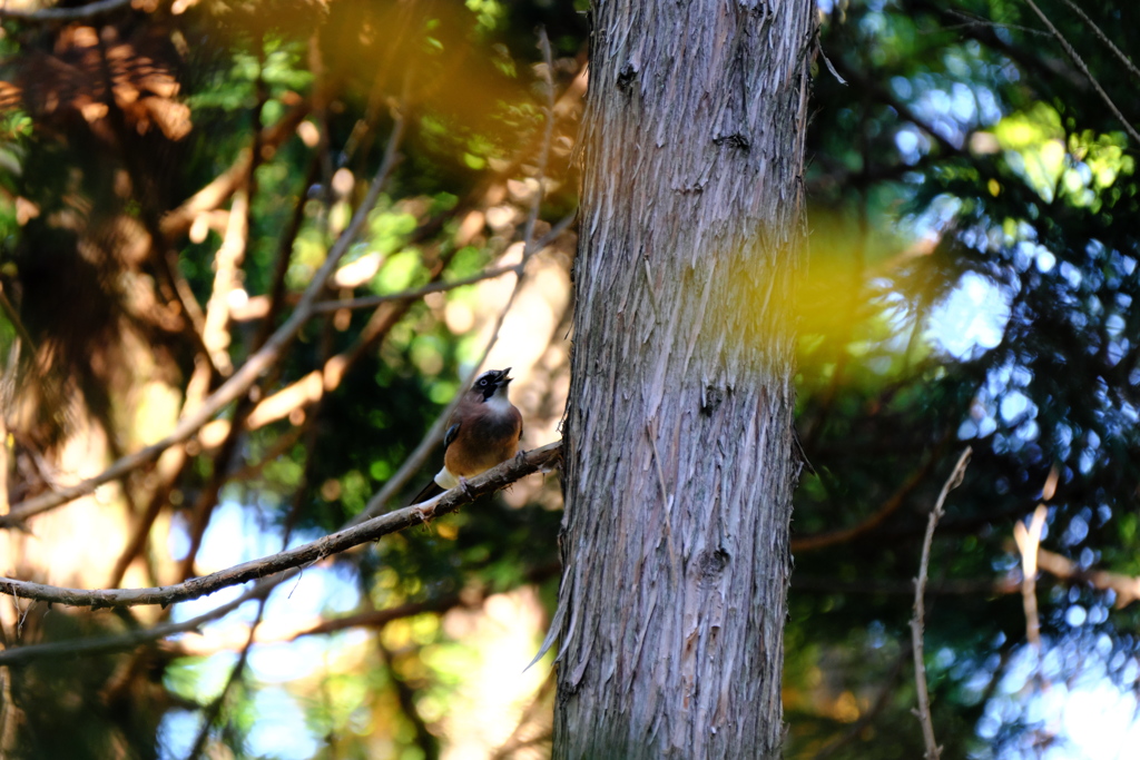 カケス鳴く