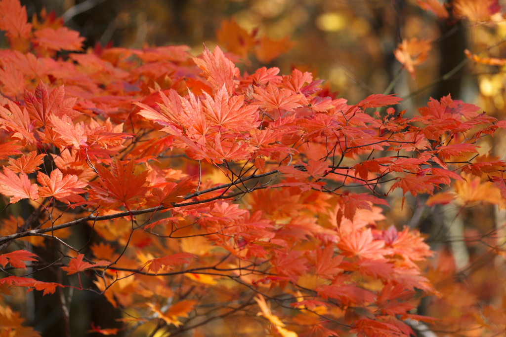 紅葉