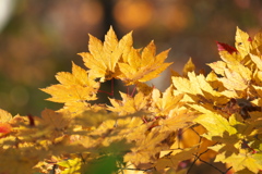 紅葉2