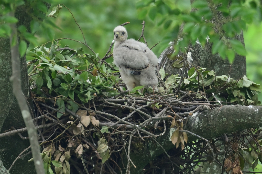 DSC_3802_DSC_3802