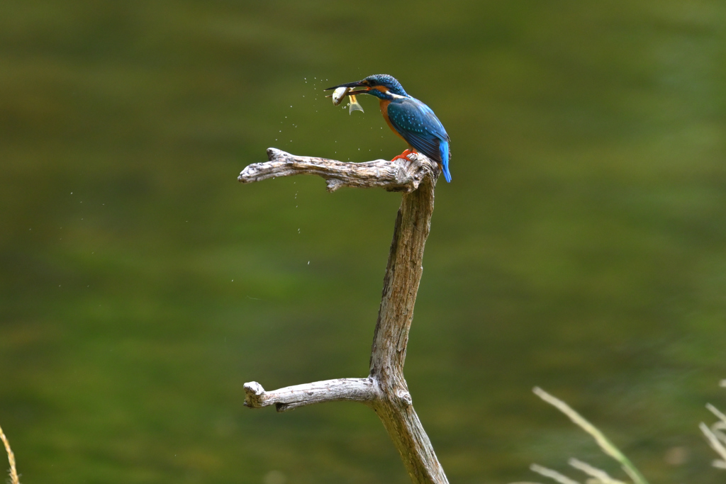 DSC_3425_DSC_3425
