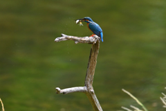 DSC_3425_DSC_3425