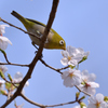 DSC_7136_DSC_7136