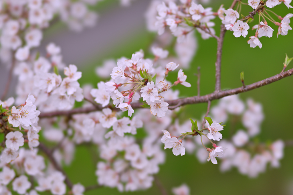 桜