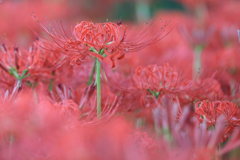 曼珠沙華