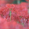曼珠沙華