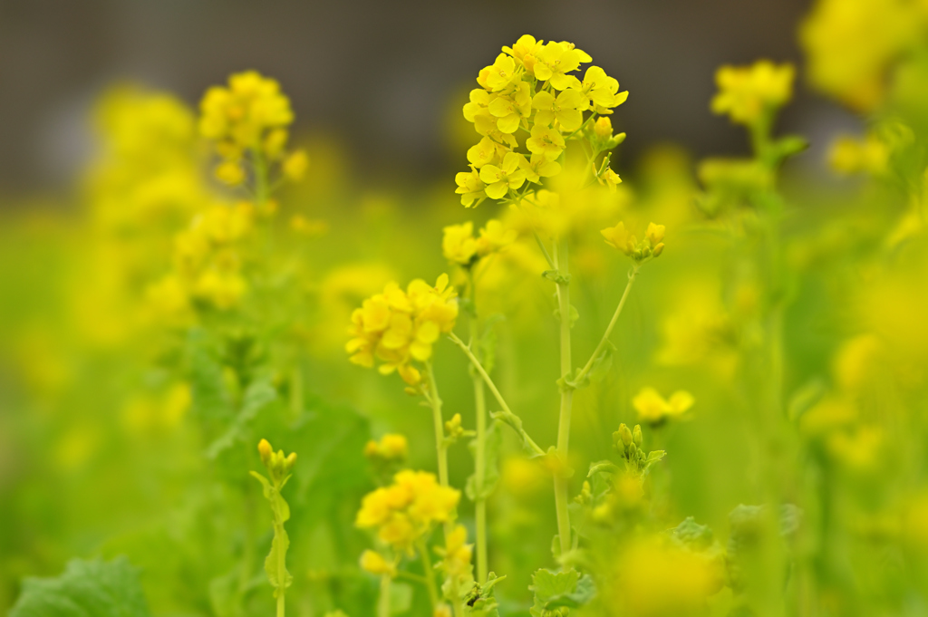 菜の花。