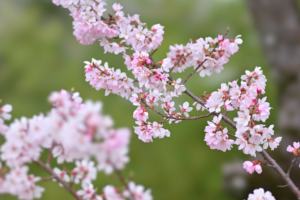 SAKURA