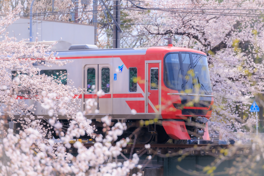 桜からの発車