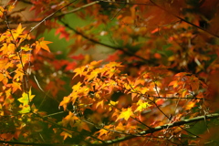 DSCF5605