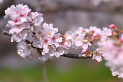 DSC_2377_DSC_2377