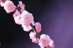 梅
