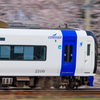 桜の壁
