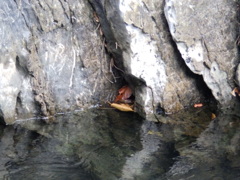 岩手　久慈渓流にて　流れどまり　落ち葉