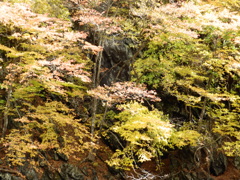 岩手　久慈渓流にて